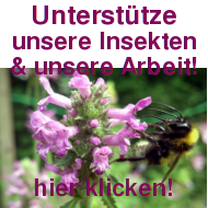 Unterstütze unsere Insekten und unsere Arbeit! Unterstütze unsere Insekten und unsere Arbeit!